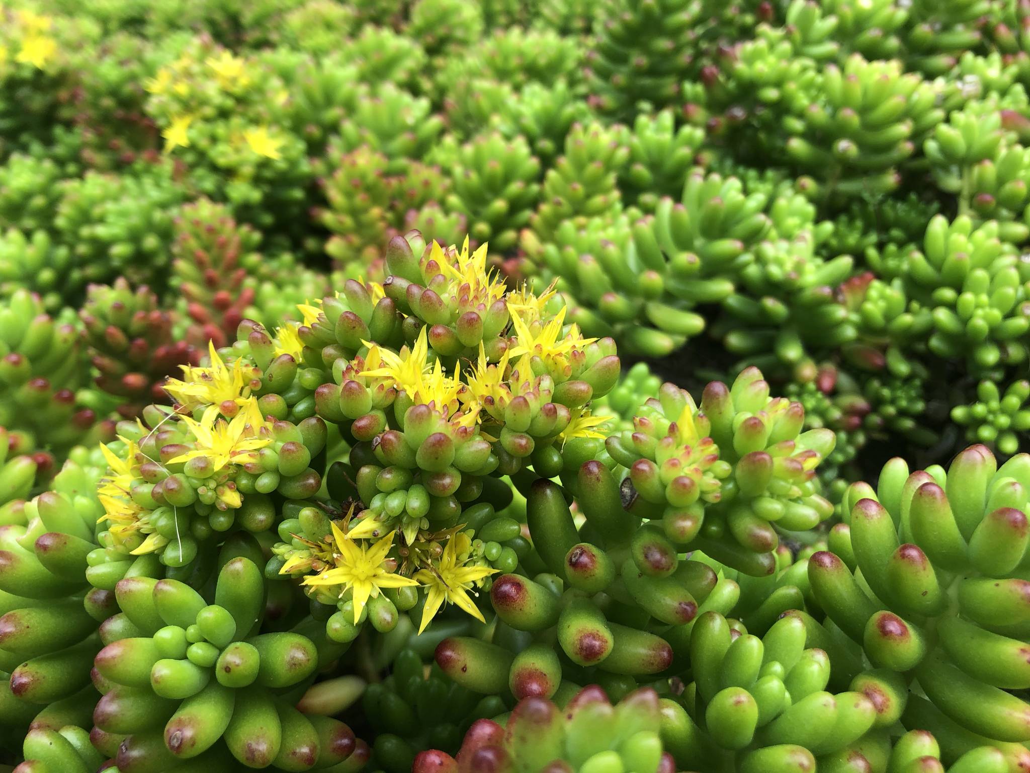 Sedum rubrotinctum